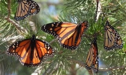 Una viajera alada hace historia: la primera mariposa monarca con GPS llega a Michoacán