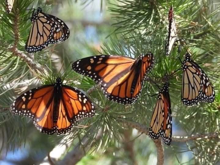 Una viajera alada hace historia: la primera mariposa monarca con GPS llega a Michoacán