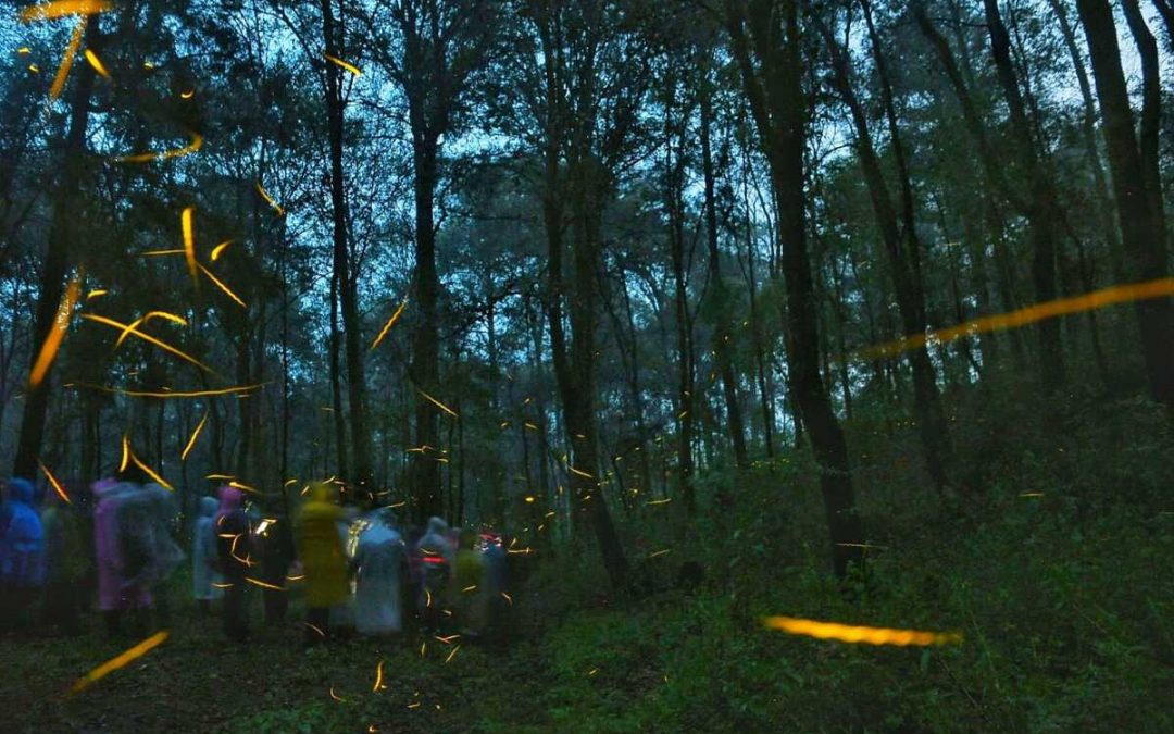 Tlaxcala presenta Temporada de Luciérnagas 2026, un imperdible turístico único de México