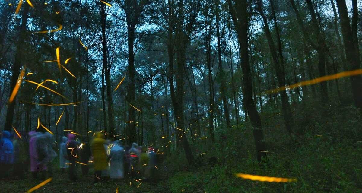 Tlaxcala presenta Temporada de Luciérnagas 2026, un imperdible turístico único de México