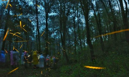 Tlaxcala presenta Temporada de Luciérnagas 2026, un imperdible turístico único de México