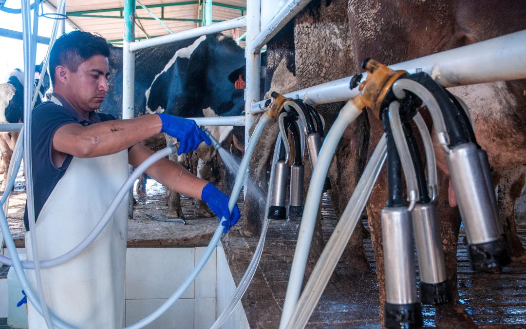 Leche para el Bienestar llega ya a 7.5 millones de beneficiarias y beneficiarios, con precio preferencial en la compra del lácteo