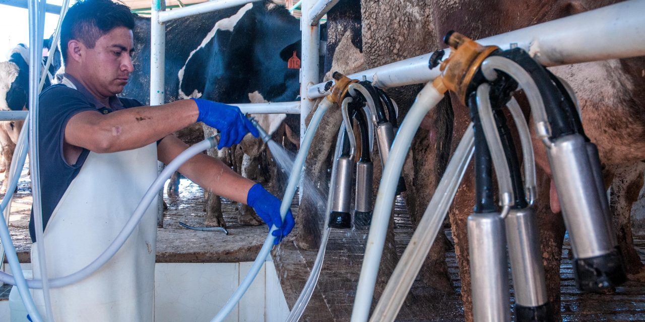 Leche para el Bienestar llega ya a 7.5 millones de beneficiarias y beneficiarios, con precio preferencial en la compra del lácteo