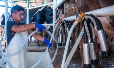 Leche para el Bienestar llega ya a 7.5 millones de beneficiarias y beneficiarios, con precio preferencial en la compra del lácteo