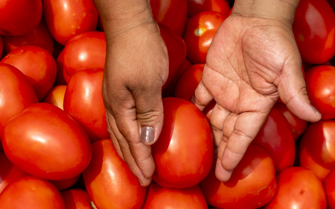 Justicia para el campo: Gobierno de México y sector privado firman Acuerdo Nacional para el precio justo del jitomate