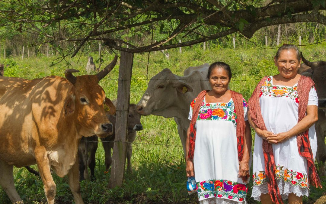 Ganadería para el Bienestar lleva apoyos a productoras y productores de Campeche para que puedan fortalecer su actividad