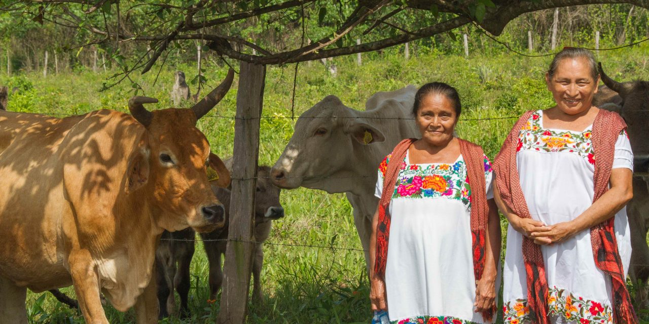 Ganadería para el Bienestar lleva apoyos a productoras y productores de Campeche para que puedan fortalecer su actividad