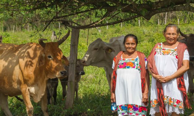 Ganadería para el Bienestar lleva apoyos a productoras y productores de Campeche para que puedan fortalecer su actividad
