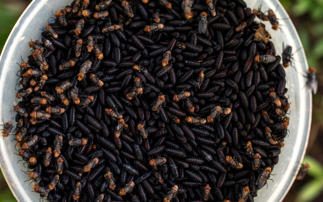 Gobiernos de México y EU inauguran la nueva planta de producción de moscas estériles del gusano barrenador en Chiapas