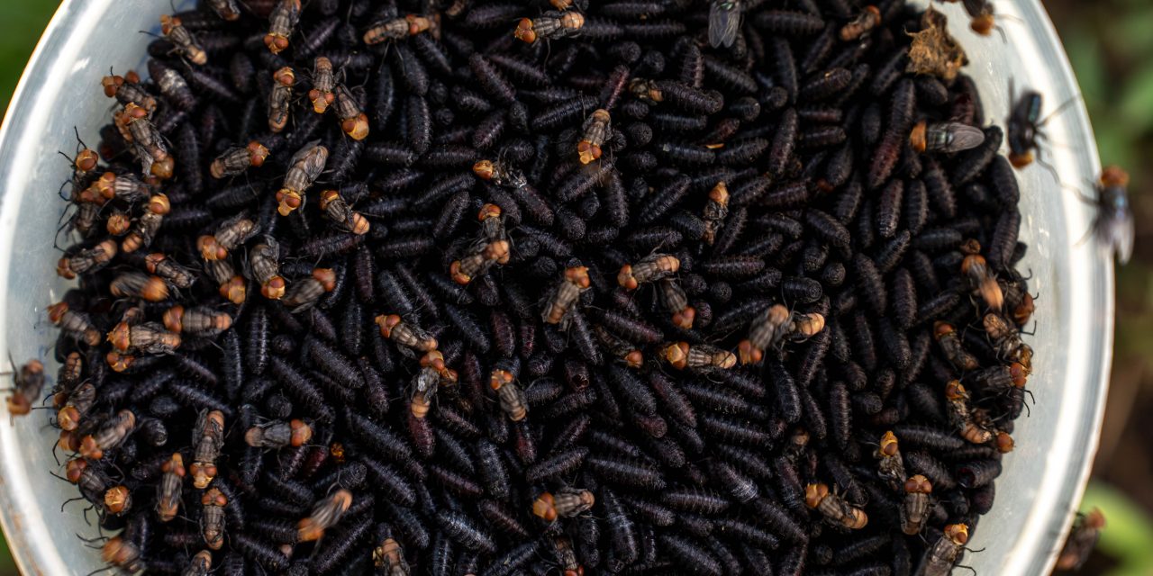 Gobiernos de México y EU inauguran la nueva planta de producción de moscas estériles del gusano barrenador en Chiapas