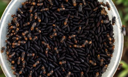 Gobiernos de México y EU inauguran la nueva planta de producción de moscas estériles del gusano barrenador en Chiapas