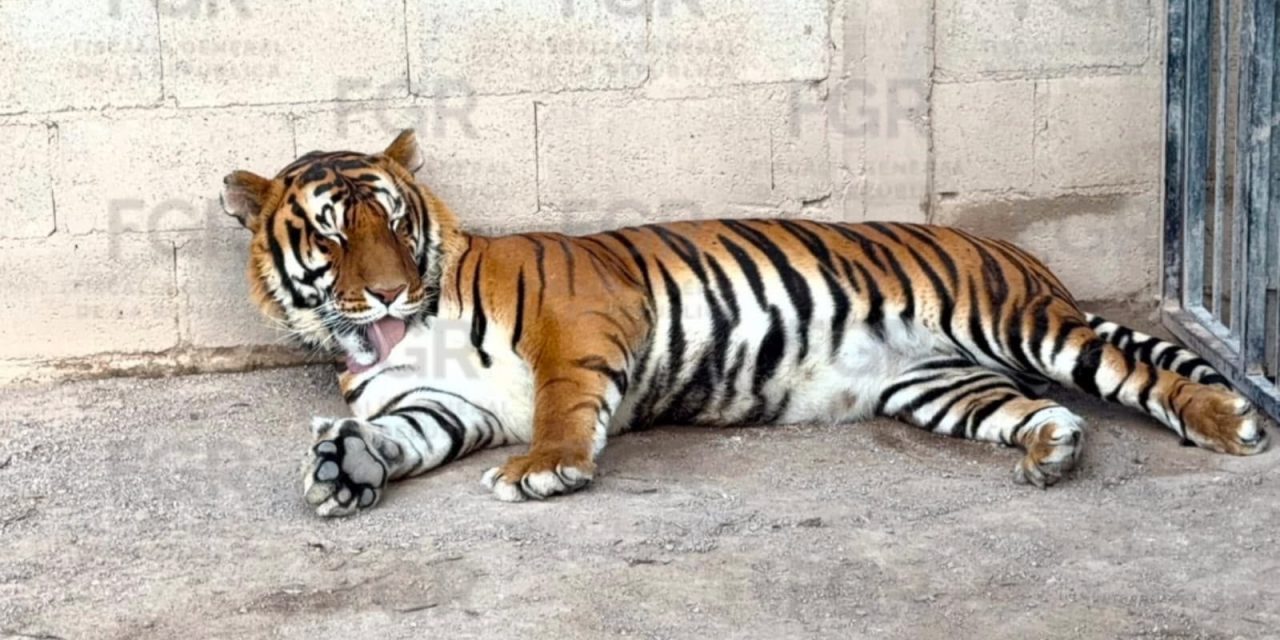 FGR ASEGURA EN CATEO TRES TIGRES DE BENGALA, 32 EQUINOS Y OTROS ANIMALES