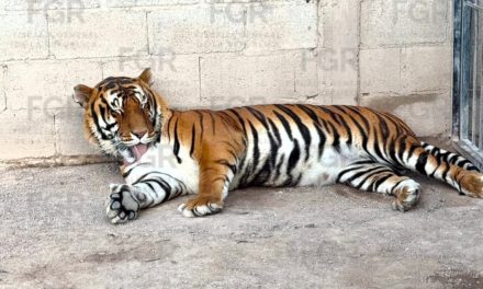 FGR ASEGURA EN CATEO TRES TIGRES DE BENGALA, 32 EQUINOS Y OTROS ANIMALES