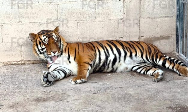 FGR ASEGURA EN CATEO TRES TIGRES DE BENGALA, 32 EQUINOS Y OTROS ANIMALES