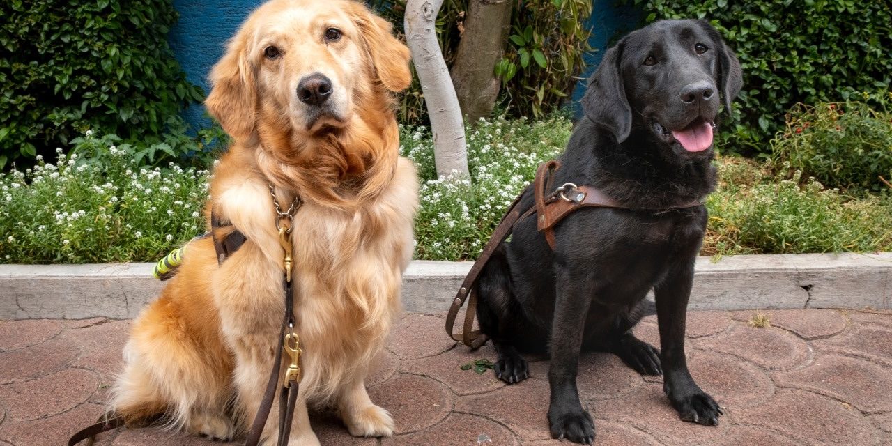 «Hoy puedo caminar sin miedo»: la primera Escuela de Perros Guía de