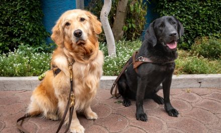 «Hoy puedo caminar sin miedo»: la primera Escuela de Perros Guía de