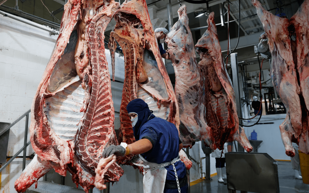 El cierre de la frontera por la mosca barrenadora impulsa el auge de la carne de res en México y el pesimismo en Texas.