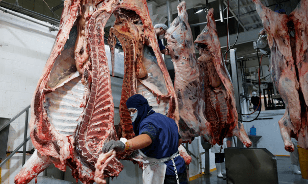 El cierre de la frontera por la mosca barrenadora impulsa el auge de la carne de res en México y el pesimismo en Texas.