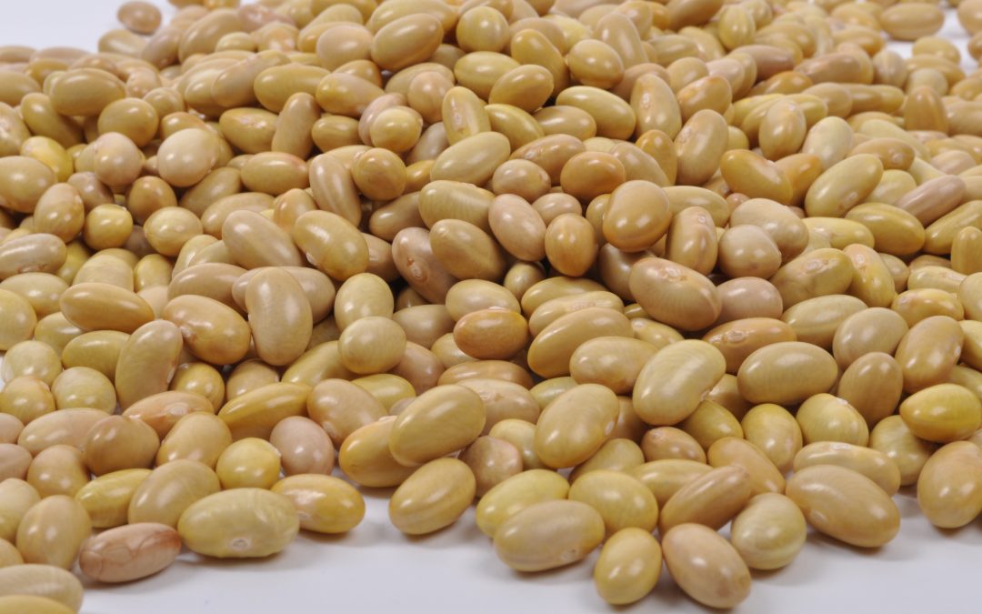 INIFAP fortalece la producción nacional de frijol con variedades mejoradas