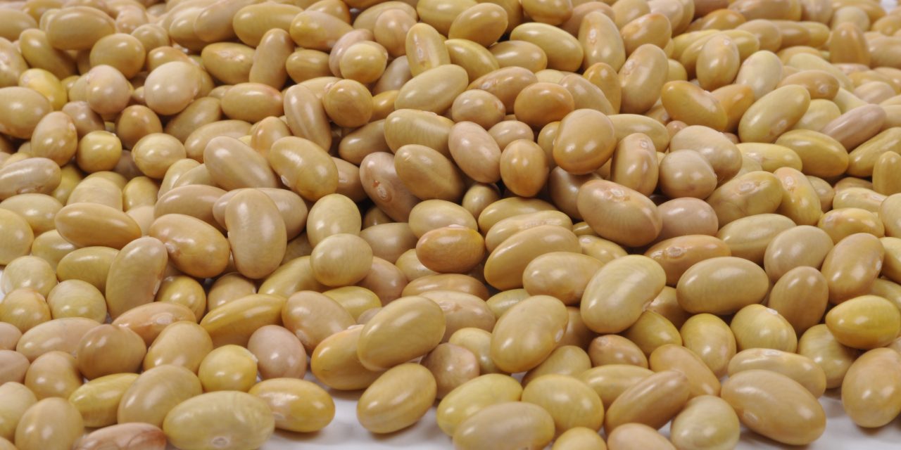 INIFAP fortalece la producción nacional de frijol con variedades mejoradas