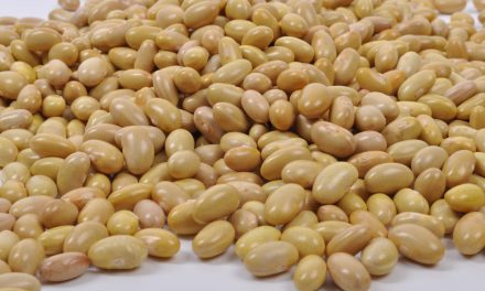 INIFAP fortalece la producción nacional de frijol con variedades mejoradas