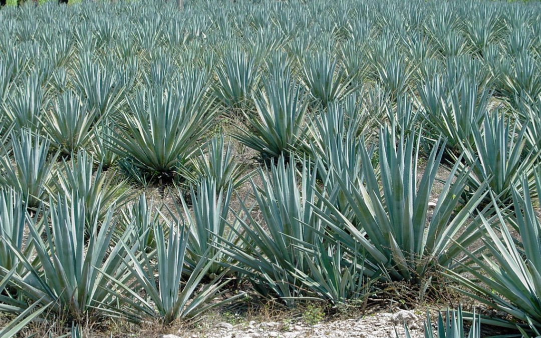 Tequila mexicano conquista los mercados globales: acumula exportaciones por 11,697 mdd en 2023-2025 y crece 2.6% anual en volumen