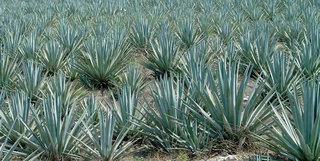 Tequila mexicano conquista los mercados globales: acumula exportaciones por 11,697 mdd en 2023-2025 y crece 2.6% anual en volumen