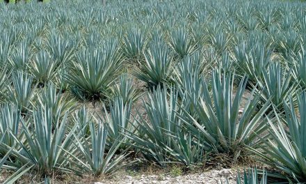 Tequila mexicano conquista los mercados globales: acumula exportaciones por 11,697 mdd en 2023-2025 y crece 2.6% anual en volumen