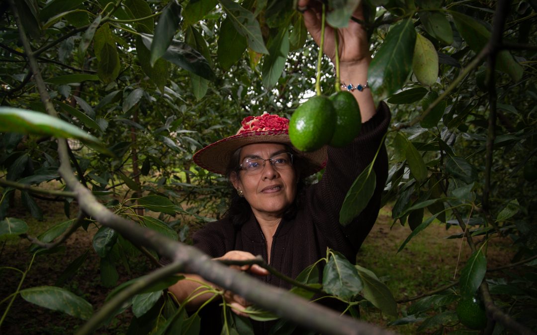 Exportación de aguacate mexicano a EUA se incrementa 35% en el primer cuatrimestre de 2026