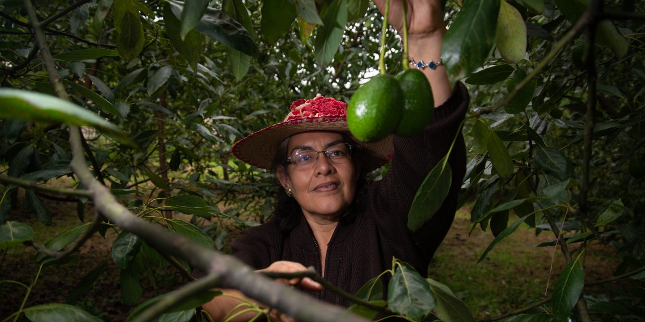 Exportación de aguacate mexicano a EUA se incrementa 35% en el primer cuatrimestre de 2026
