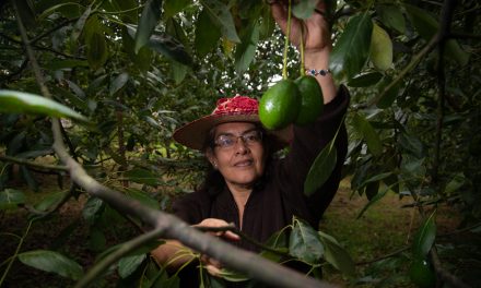 Exportación de aguacate mexicano a EUA se incrementa 35% en el primer cuatrimestre de 2026
