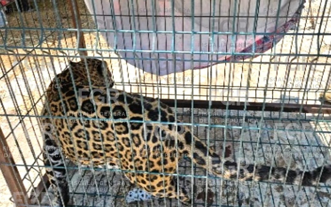 FGR INTEGRA INDAGATORIA TRAS EL ASEGURAMIENTO DE FAUNA SILVESTRE Y PLANTAS DE MARIHUANA AL CUMPLIMENTAR UNA ORDEN DE CATEO