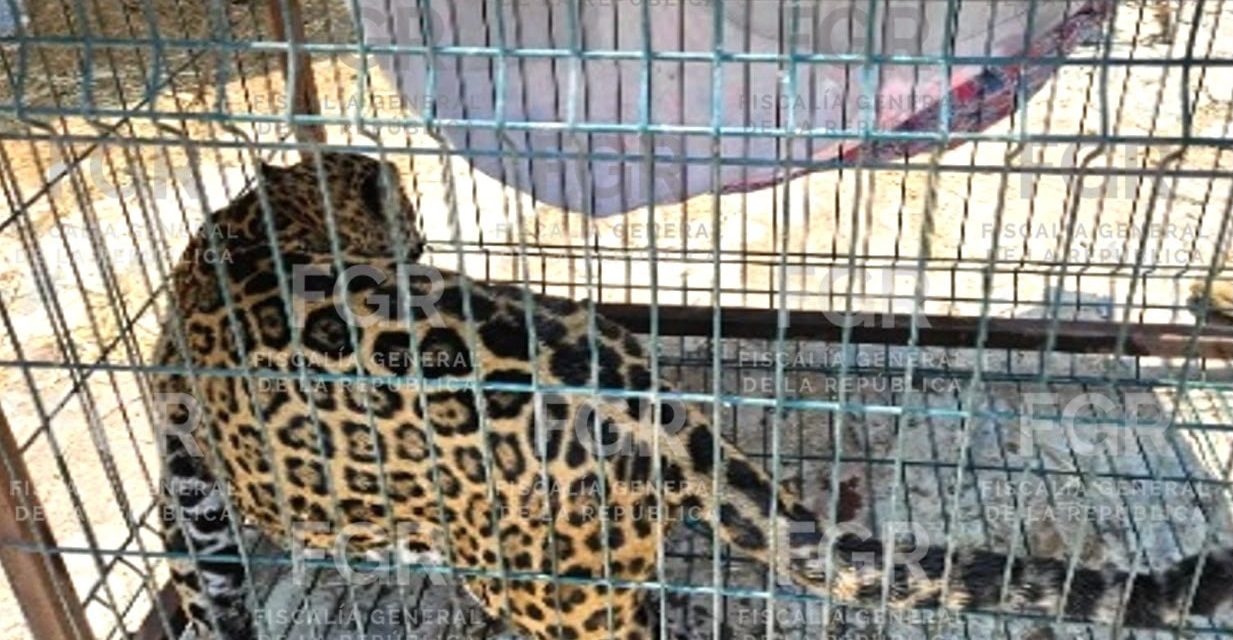 FGR INTEGRA INDAGATORIA TRAS EL ASEGURAMIENTO DE FAUNA SILVESTRE Y PLANTAS DE MARIHUANA AL CUMPLIMENTAR UNA ORDEN DE CATEO
