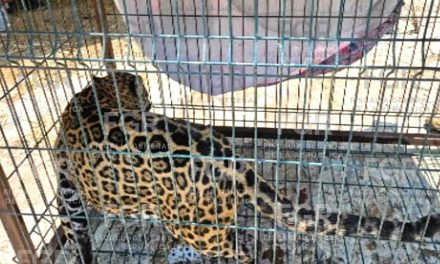 FGR INTEGRA INDAGATORIA TRAS EL ASEGURAMIENTO DE FAUNA SILVESTRE Y PLANTAS DE MARIHUANA AL CUMPLIMENTAR UNA ORDEN DE CATEO