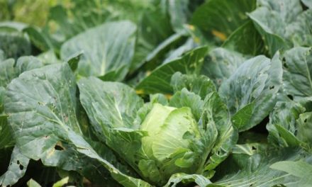 La Secretaría de Salud informa que fue Negativo el resultado de los análisis realizados por Cofepris para la detección de Cyclospora cayetanensis en lechugas de la planta de Taylor Farms en México