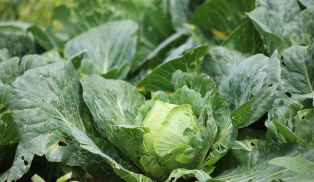 La Secretaría de Salud informa que fue Negativo el resultado de los análisis realizados por Cofepris para la detección de Cyclospora cayetanensis en lechugas de la planta de Taylor Farms en México