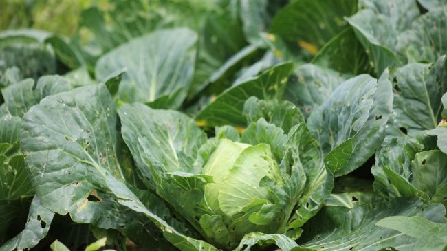 La Secretaría de Salud informa que fue Negativo el resultado de los análisis realizados por Cofepris para la detección de Cyclospora cayetanensis en lechugas de la planta de Taylor Farms en México