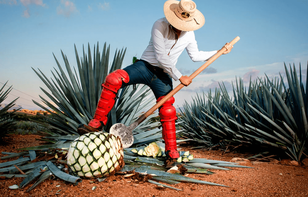 Celebra el Día Nacional del Tequila con este icónico paseo en Casa Sauza