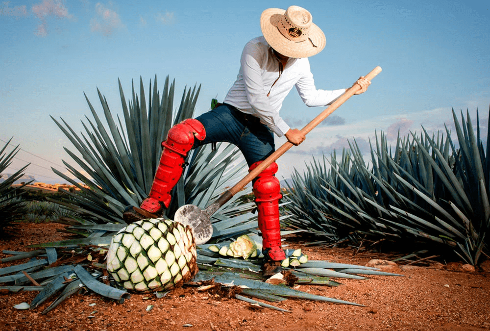 Celebra el Día Nacional del Tequila con este icónico paseo en Casa Sauza