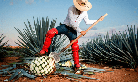 Celebra el Día Nacional del Tequila con este icónico paseo en Casa Sauza