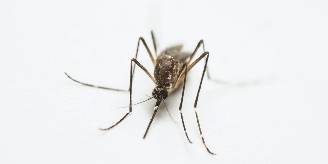Vacunación reduciría hospitalizaciones y fortalecería el control del DENGUE en México