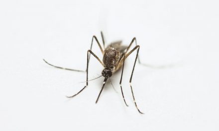 Vacunación reduciría hospitalizaciones y fortalecería el control del DENGUE en México