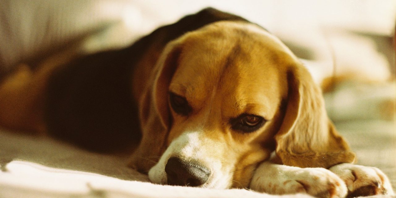 La despedida también es bienestar: ¿Cómo afrontar la decisión de dejar partir a una mascota?