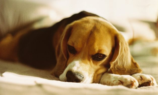 La despedida también es bienestar: ¿Cómo afrontar la decisión de dejar partir a una mascota?