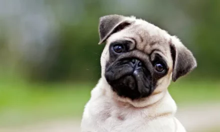 Estudio de Mayo Clinic destaca los beneficios del tratamiento asistido por animales en la rehabilitación del ACV