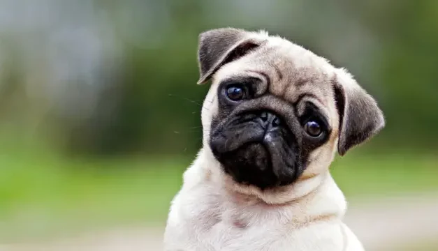Estudio de Mayo Clinic destaca los beneficios del tratamiento asistido por animales en la rehabilitación del ACV