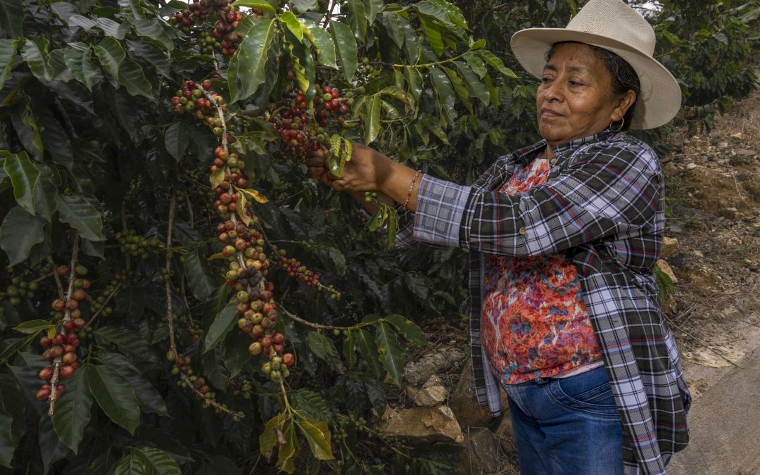 Más de 1.1 millones de personas indígenas y afromexicanas reciben apoyos de Producción para el Bienestar
