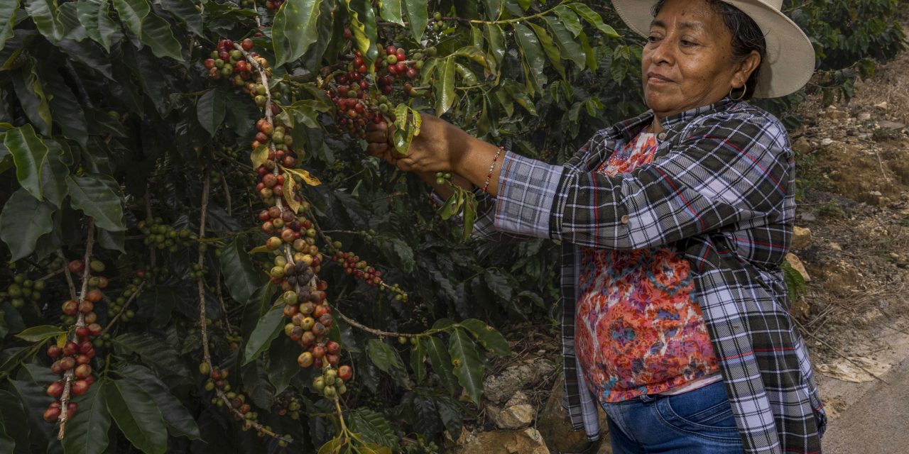Más de 1.1 millones de personas indígenas y afromexicanas reciben apoyos de Producción para el Bienestar