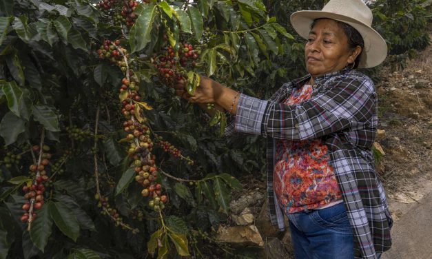 Más de 1.1 millones de personas indígenas y afromexicanas reciben apoyos de Producción para el Bienestar
