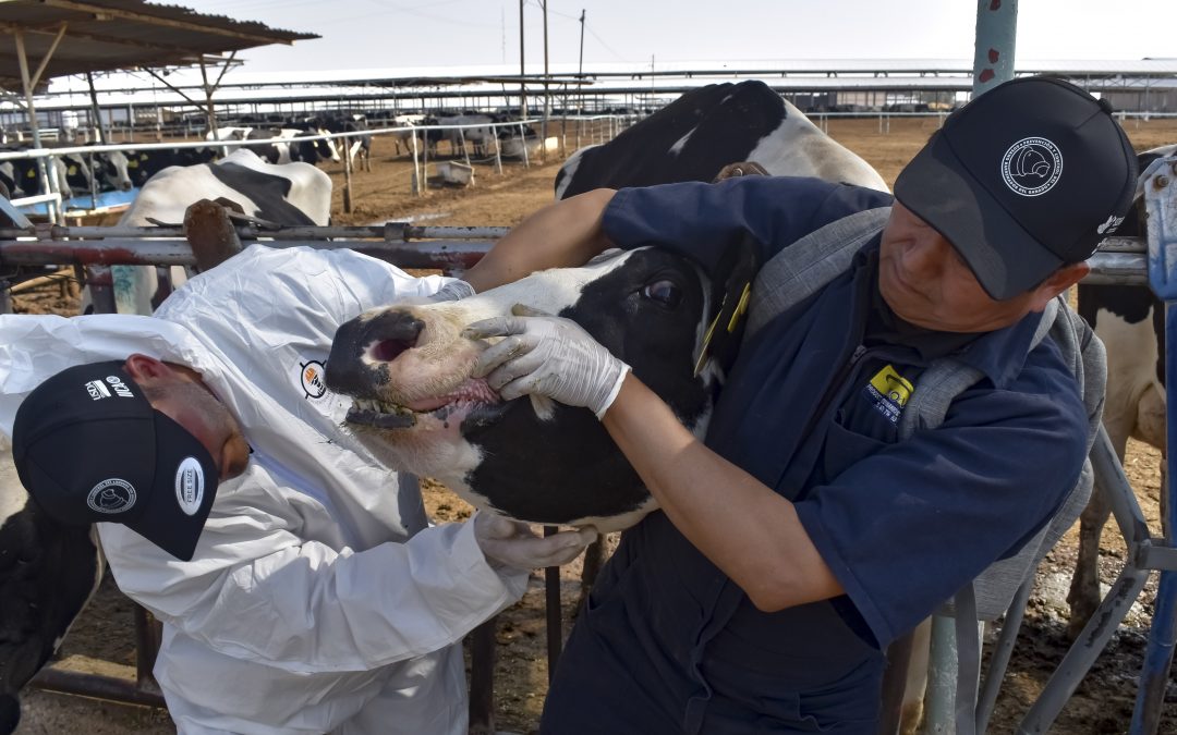 Reconoce AGRICULTURA pasión y profesionalismo de veterinarios para proteger el patrimonio pecuario